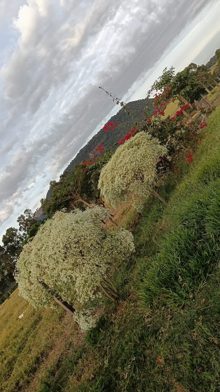 Arbustos floridos de branco numa encosta ao entardecer, com o morro ao fundo