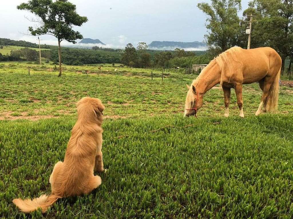 Golden retriever sentado observando um cavalo palomino pastar no campo verde, com montanhas ao fundo