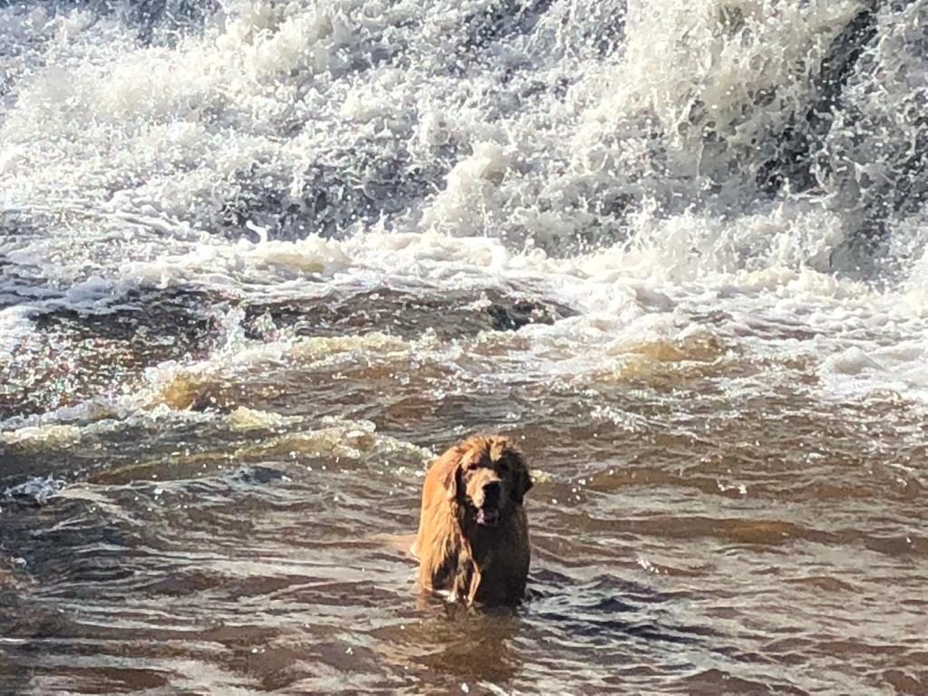 Golden retriever em pé na correnteza diante da cachoeira