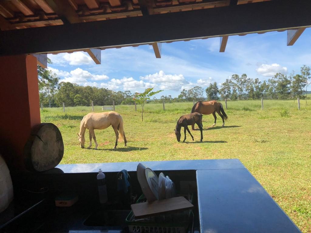 Três cavalos pastando no campo, vistos de dentro da varanda do sítio