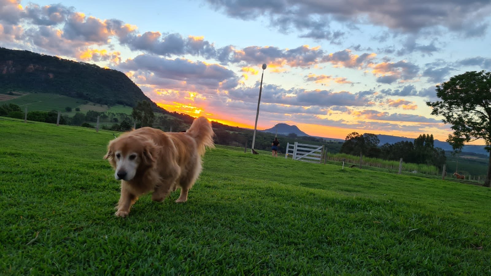 Golden retriever caminhando no gramado ao pôr do sol, com o morro de topo plano ao fundo